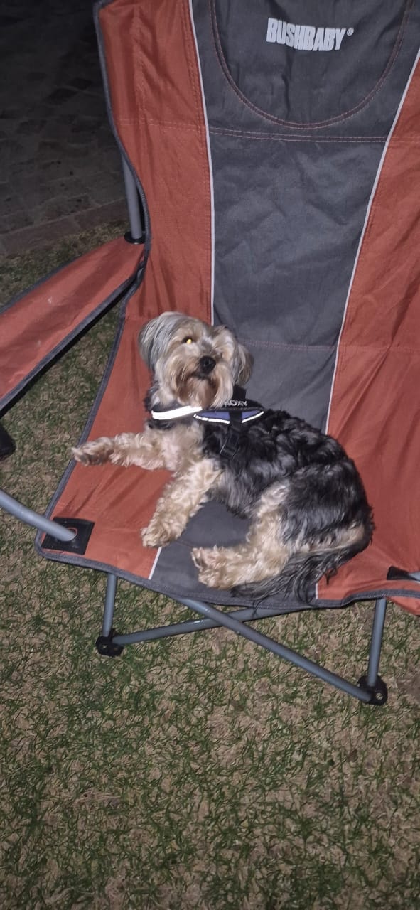 A furry camping companion relaxing on a chair at WildWind resort