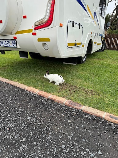 A rabbit exploring the WildWind resort grounds next to a camper van
